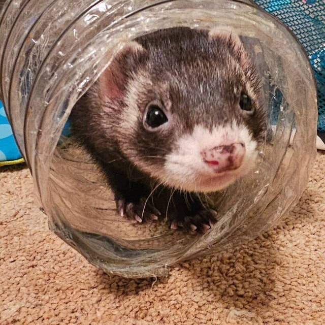 5" Crinkle Tunnel Tubes